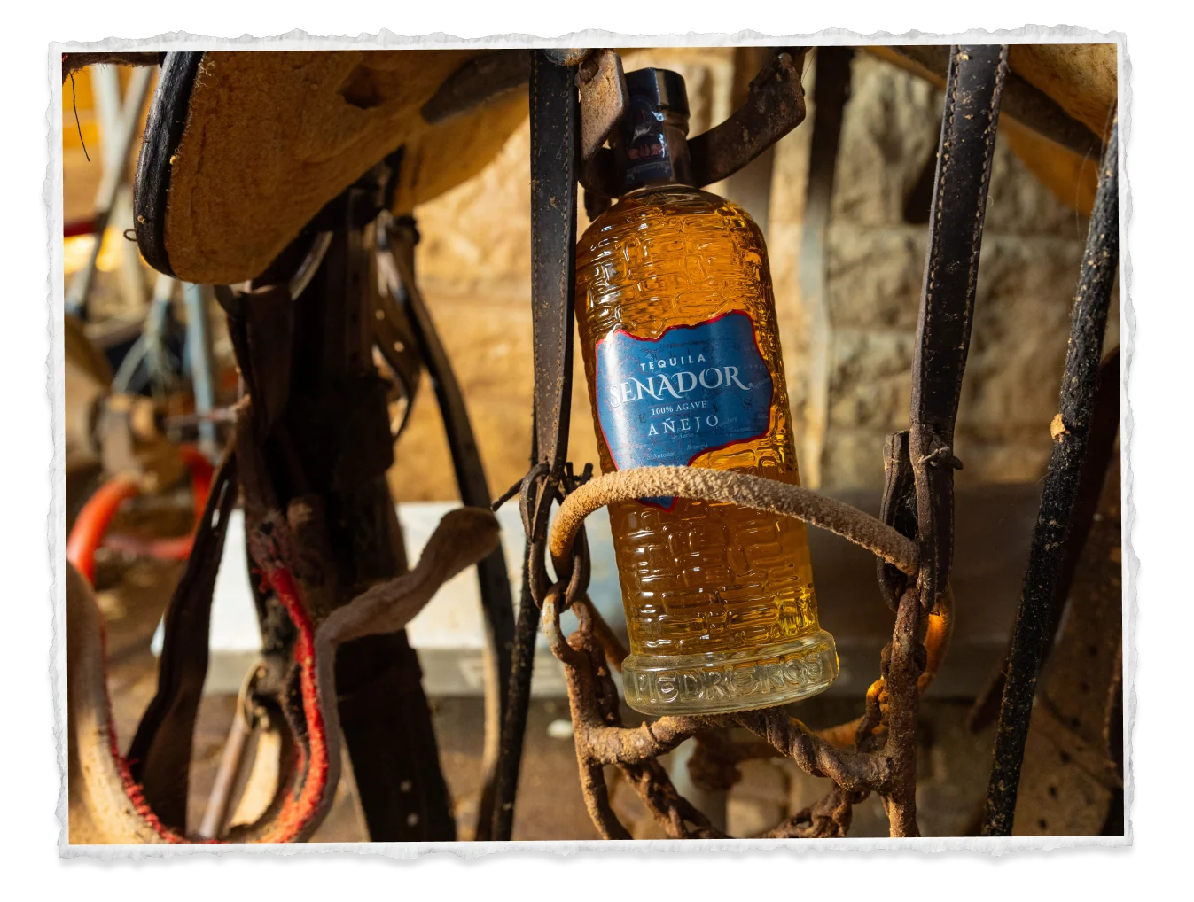 Senador Añejo bottle hung in leather tack in the stable