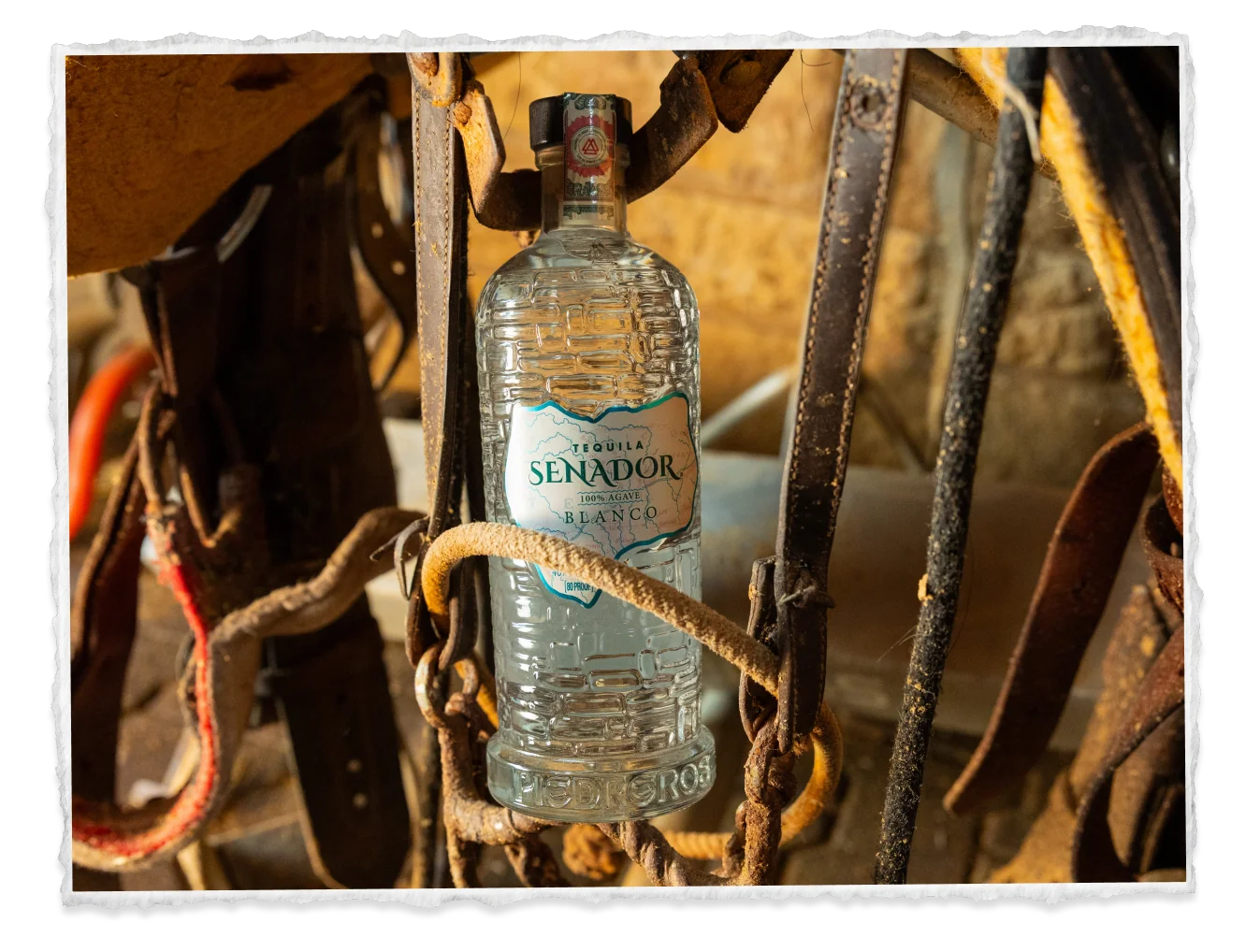 Senador Blanco bottle hung in leather tack in the stable